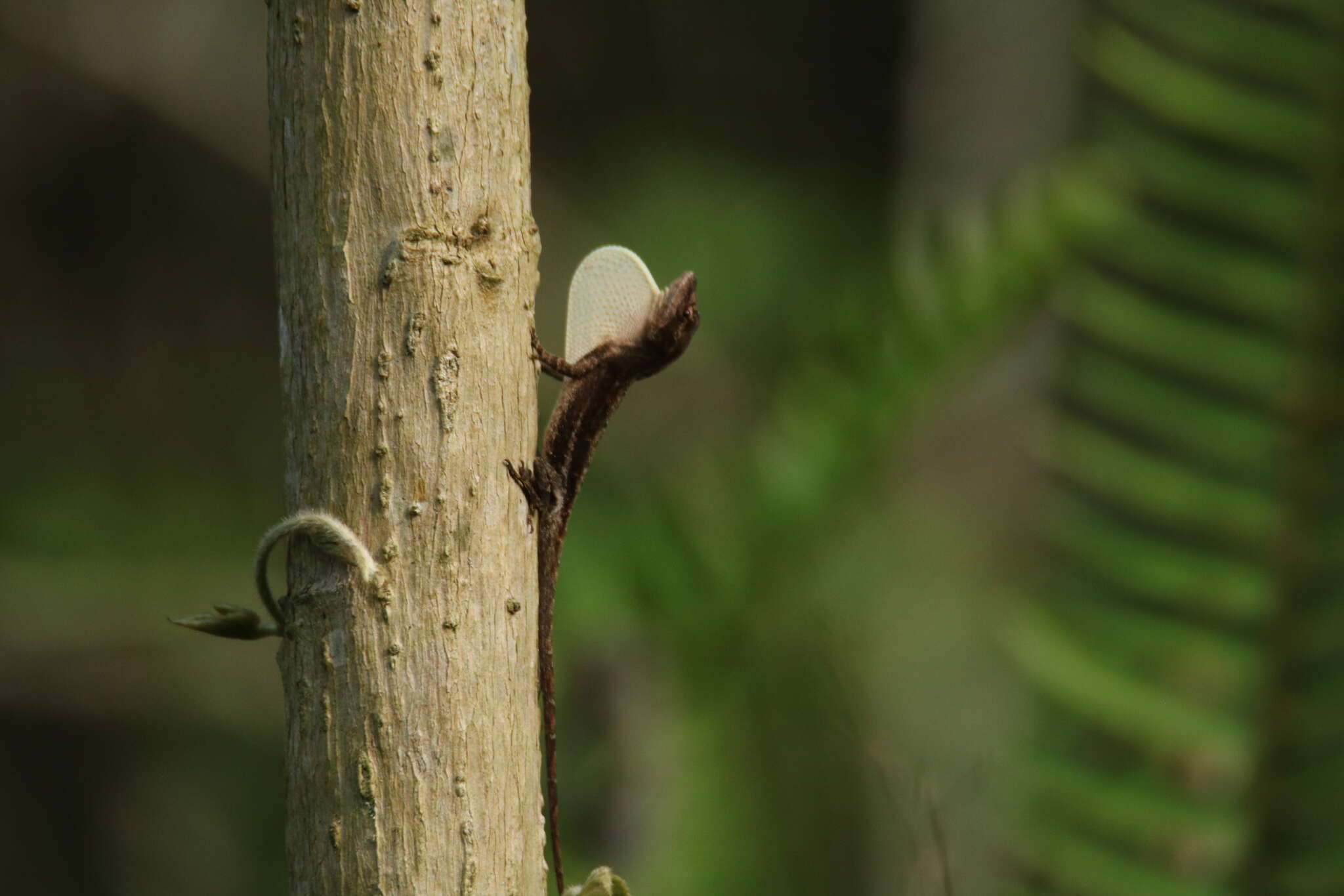 Image of White Anole