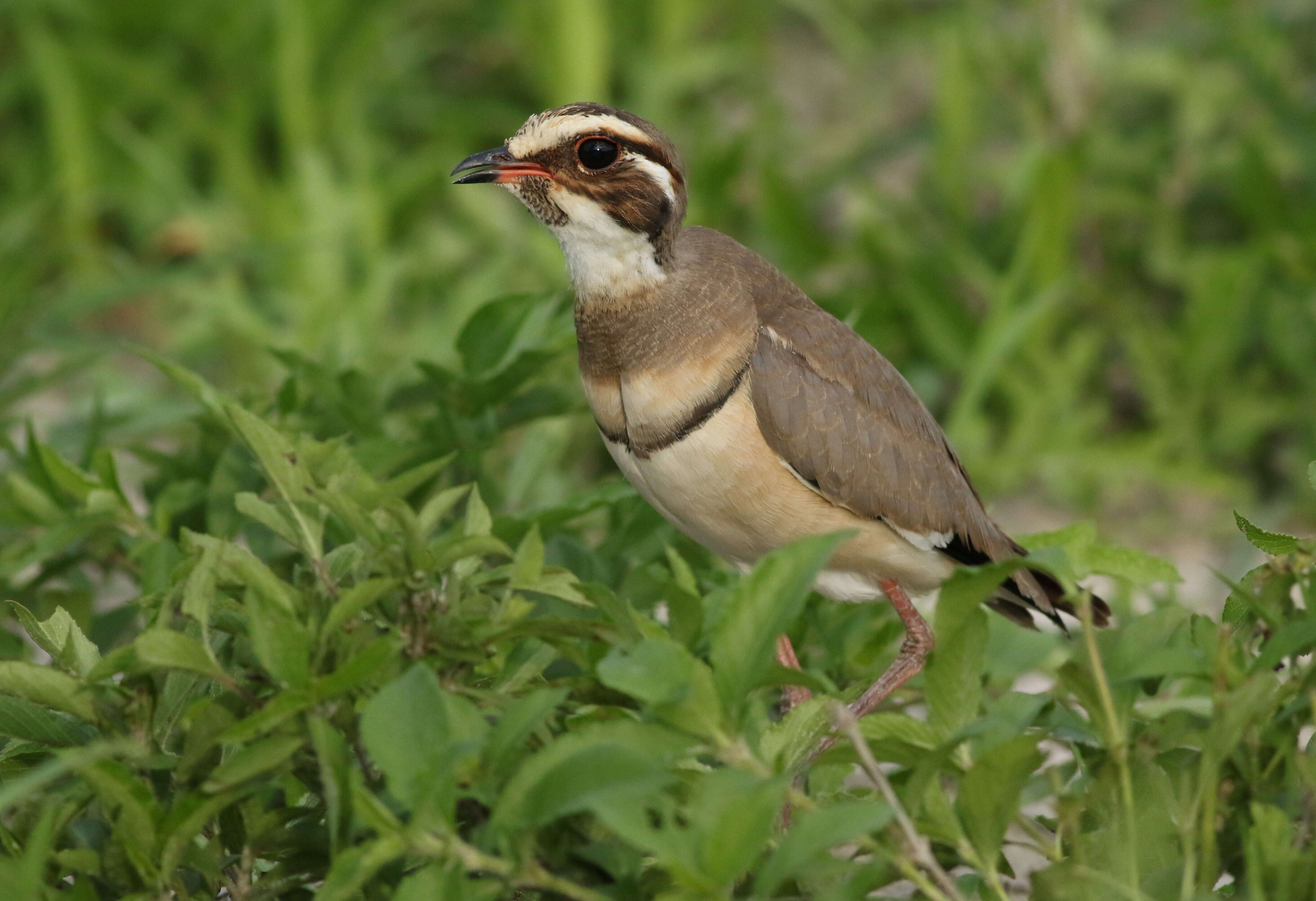 Слика од Rhinoptilus chalcopterus (Temminck 1824)