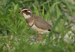 Image of Bronze-winged Courser