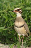 Image of Bronze-winged Courser