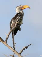 Image of Southern Yellow-billed Hornbill