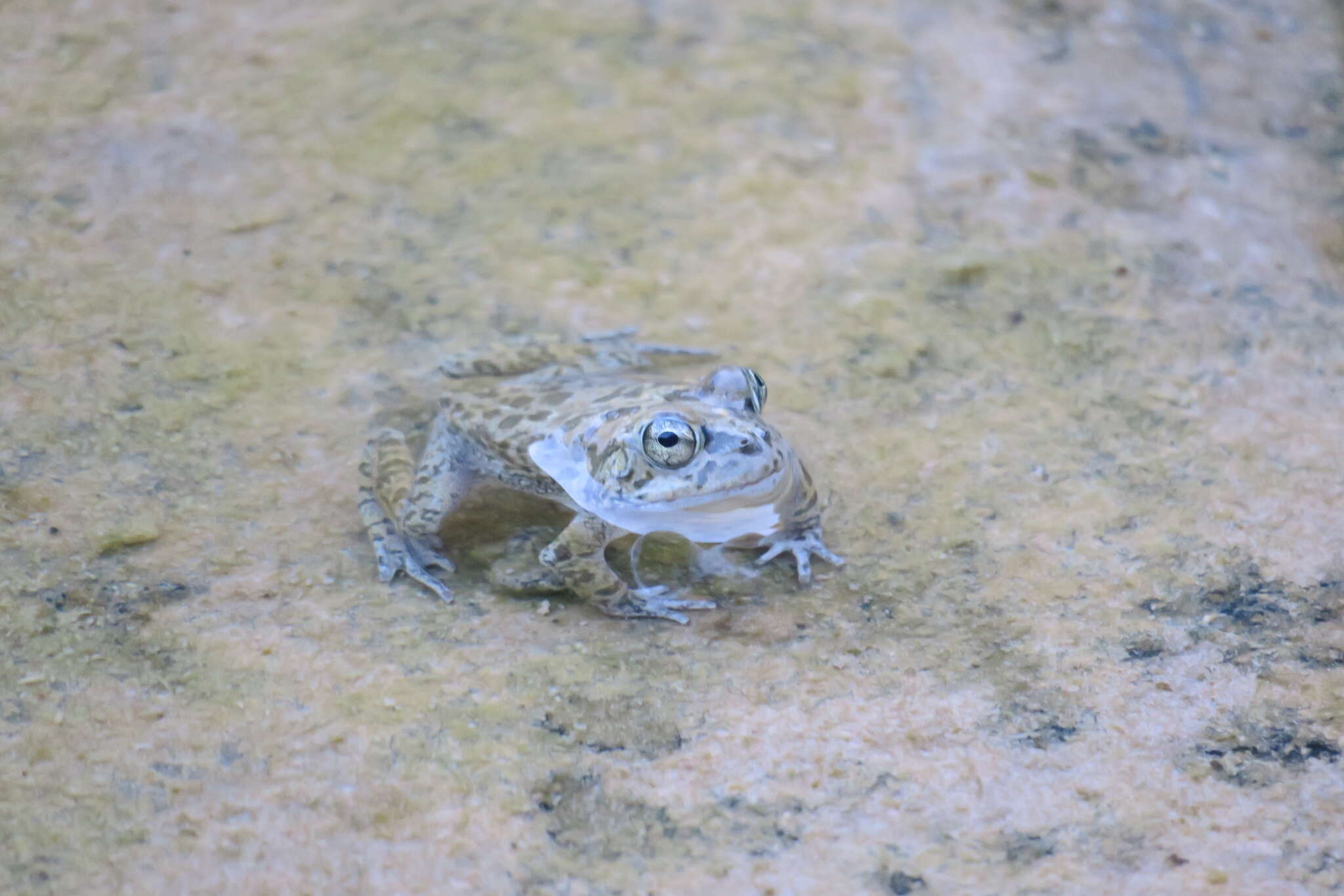 Image of Arabian toad