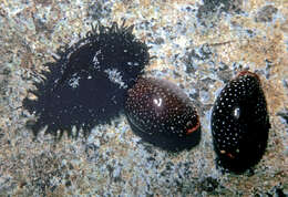 Image of half-extending cowry