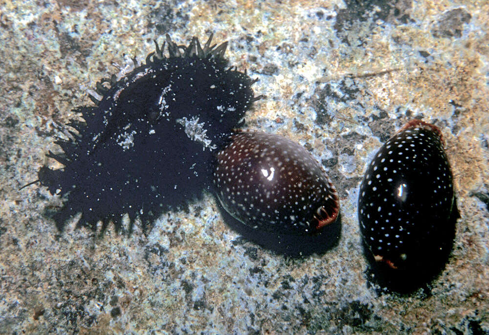 Image of half-extending cowry