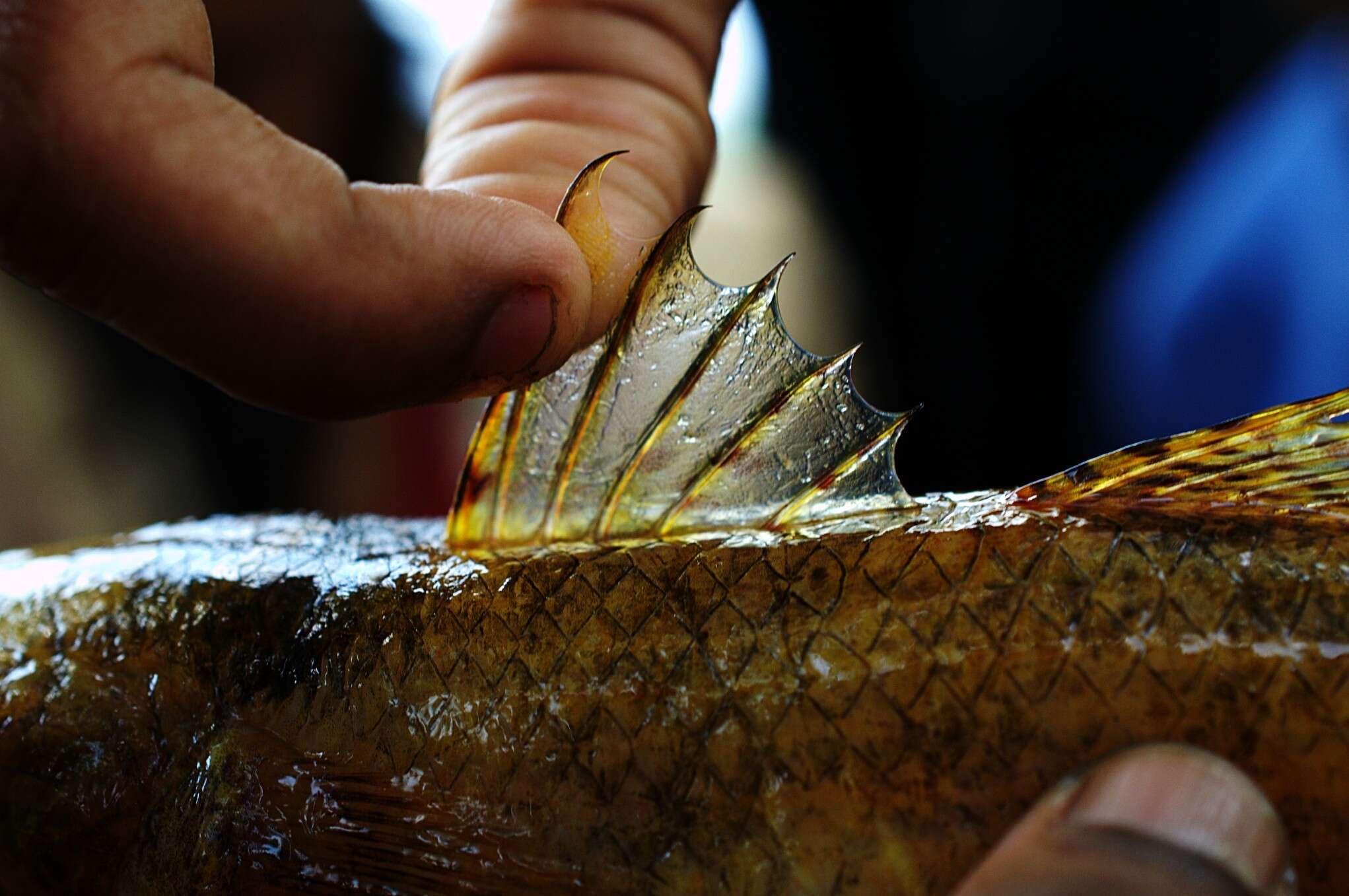 Image of Glossogobius