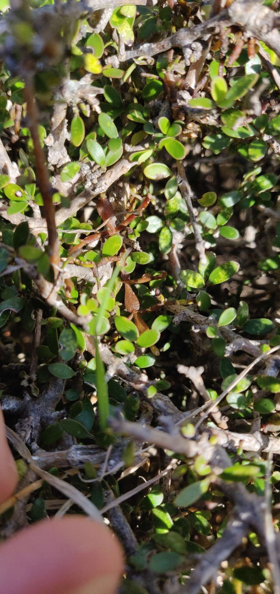 Image de Korthalsella lindsayi var. clavata (Kirk) Danser