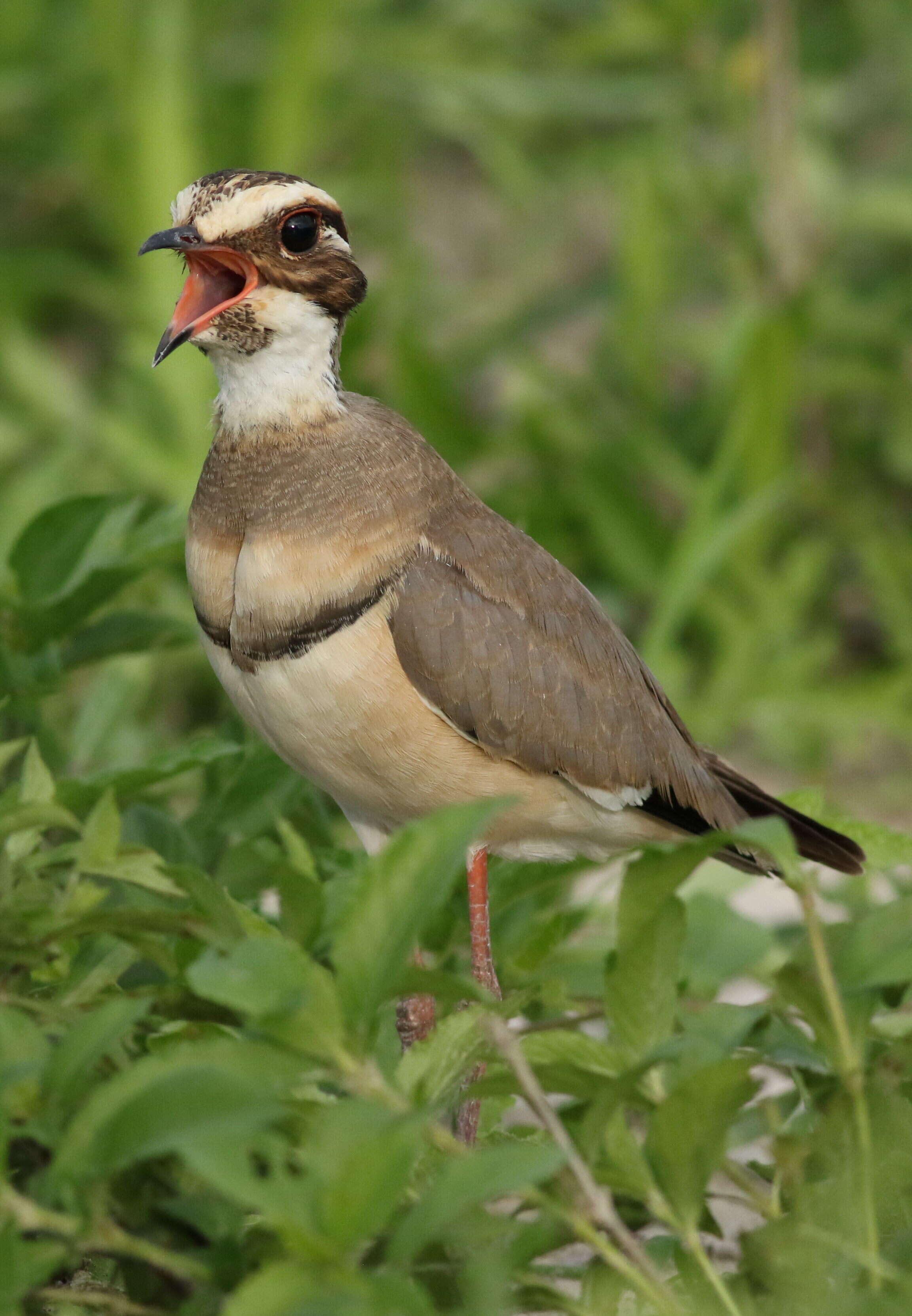 Слика од Rhinoptilus chalcopterus (Temminck 1824)