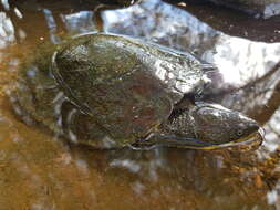 Image of Manning River snapping turtle