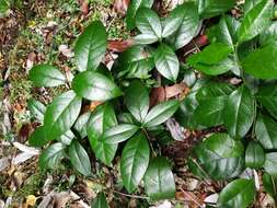 Image of Mandevilla pubescens (Willd. ex Roem. & Schult.) J. F. Morales