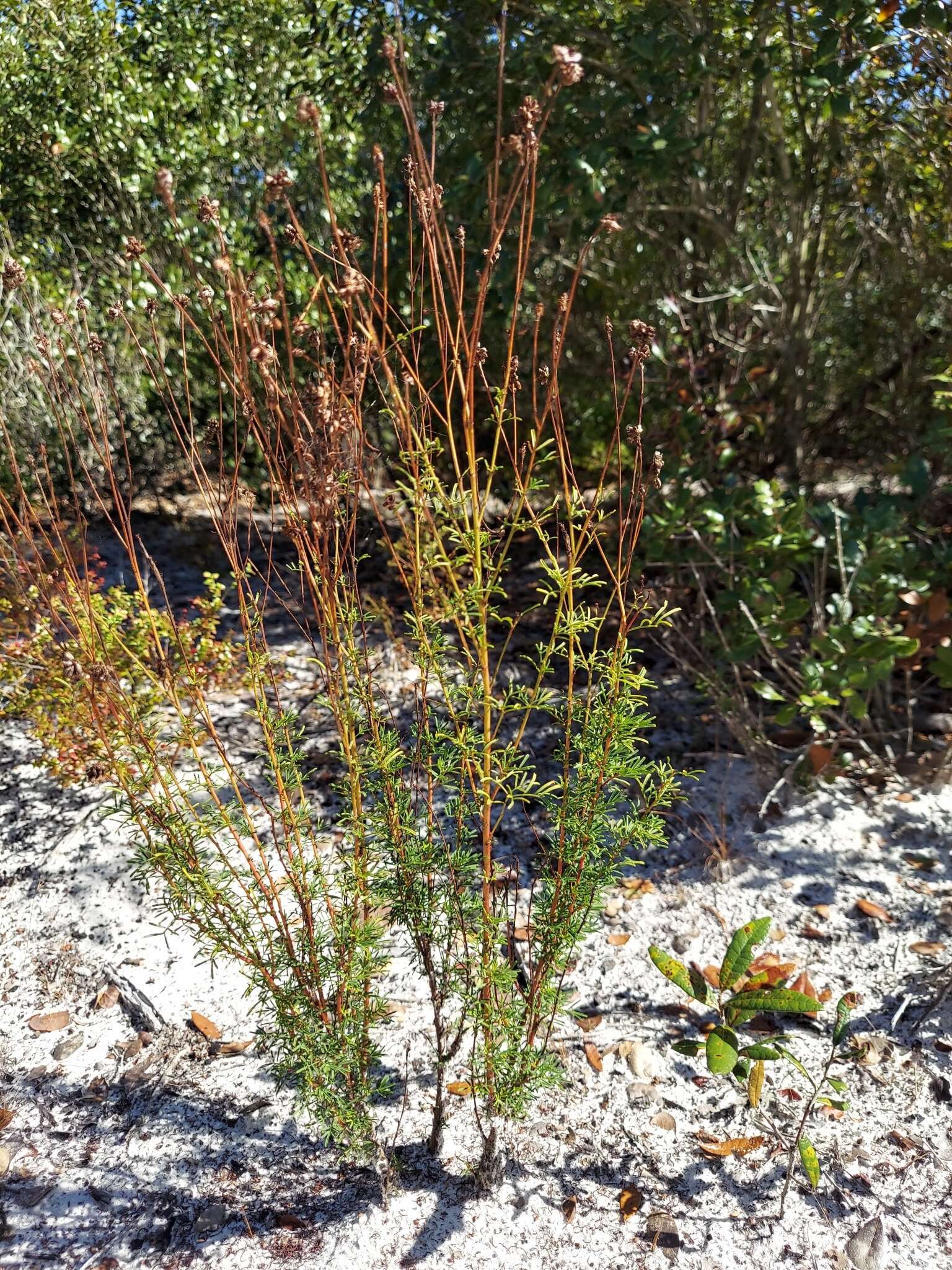 Dalea pinnata var. pinnata resmi