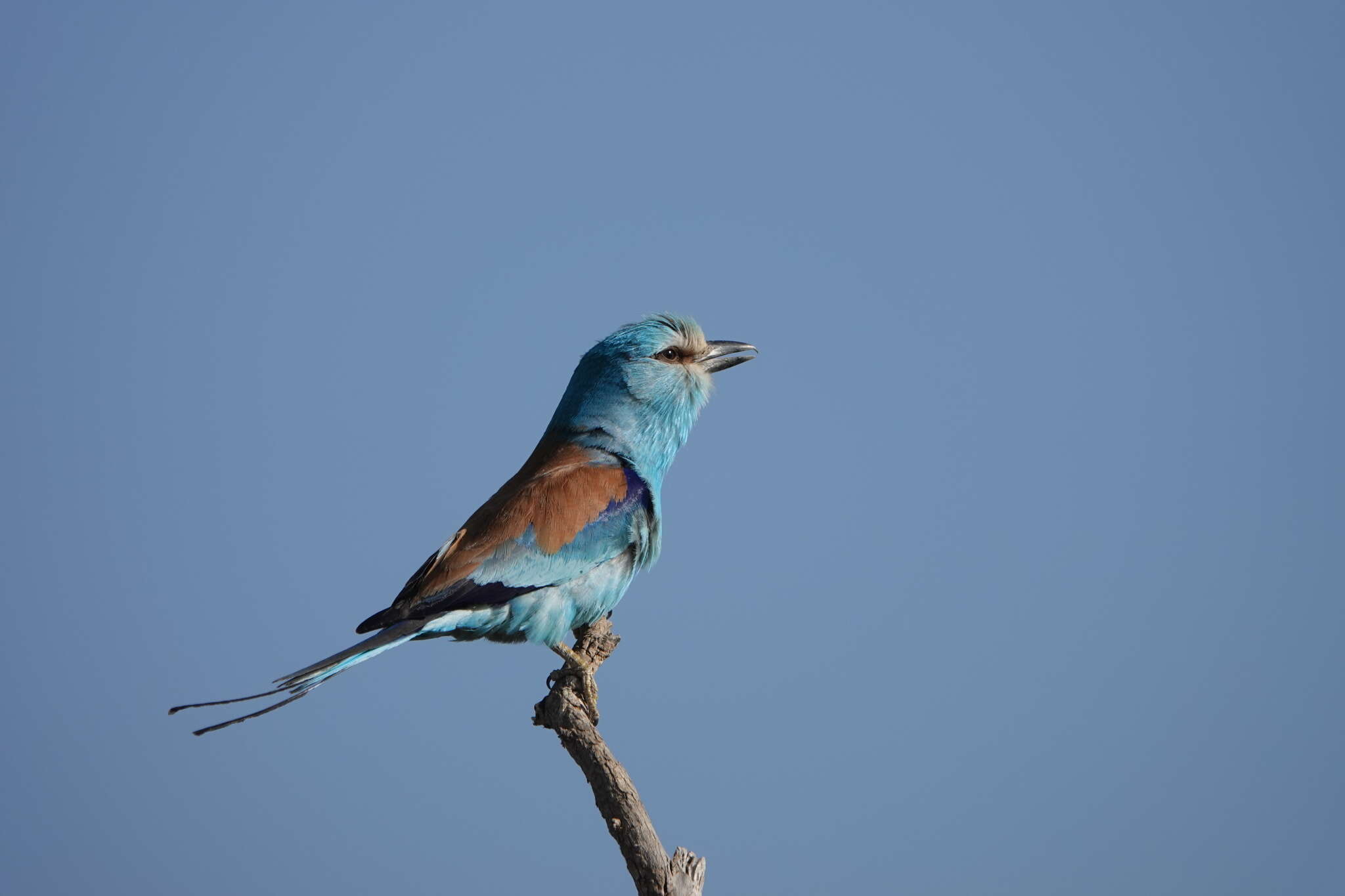 Image of Abyssinian Roller