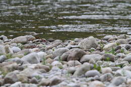 Charadrius placidus Gray, JE, Gray & GR 1863 resmi