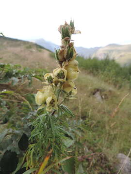 Aconitum anthora L.的圖片