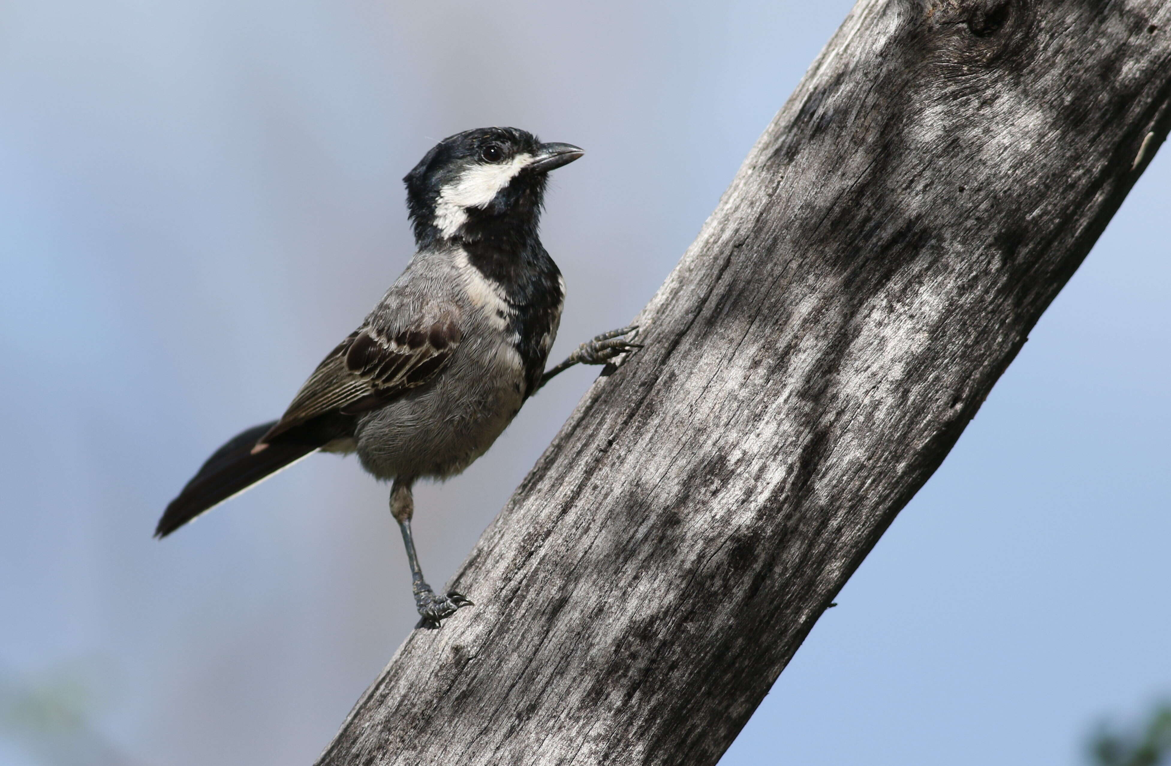 Plancia ëd Melaniparus cinerascens (Vieillot 1818)