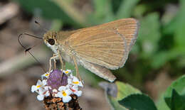 Image of Julia's Skipper