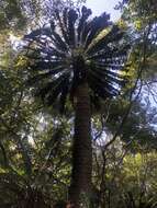 Image of Modjadji Cycad