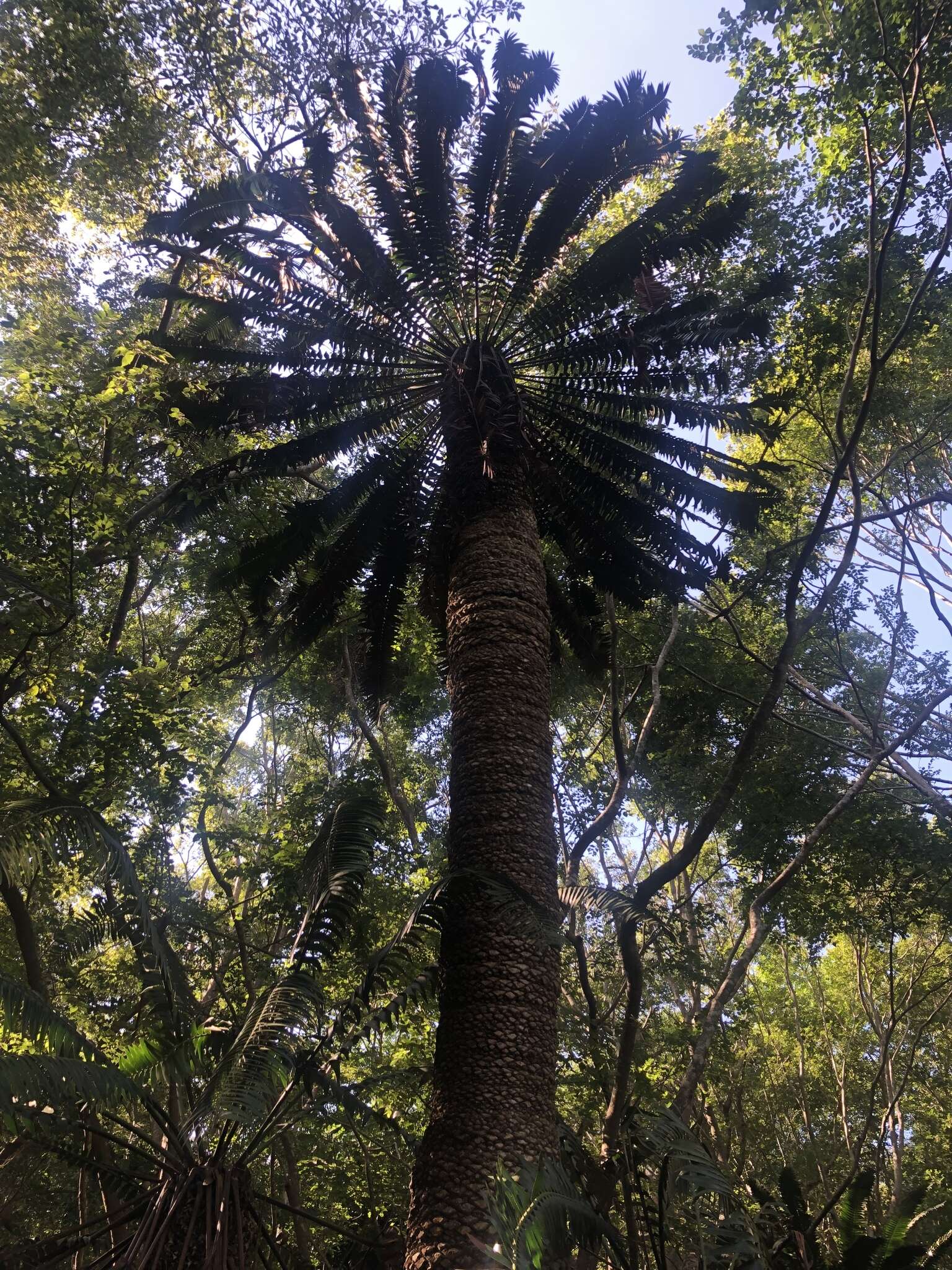 Image of Modjadji Cycad