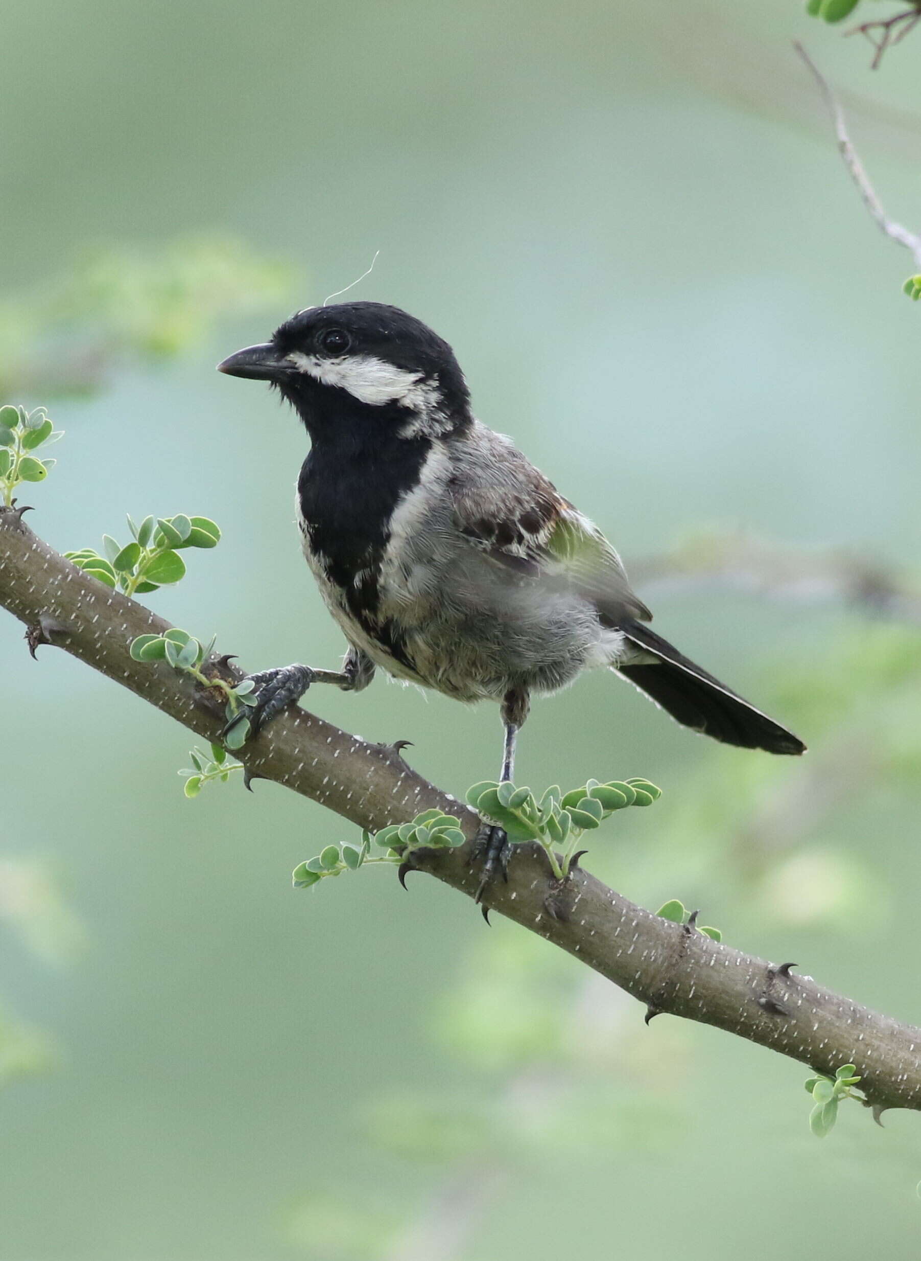 Plancia ëd Melaniparus cinerascens (Vieillot 1818)