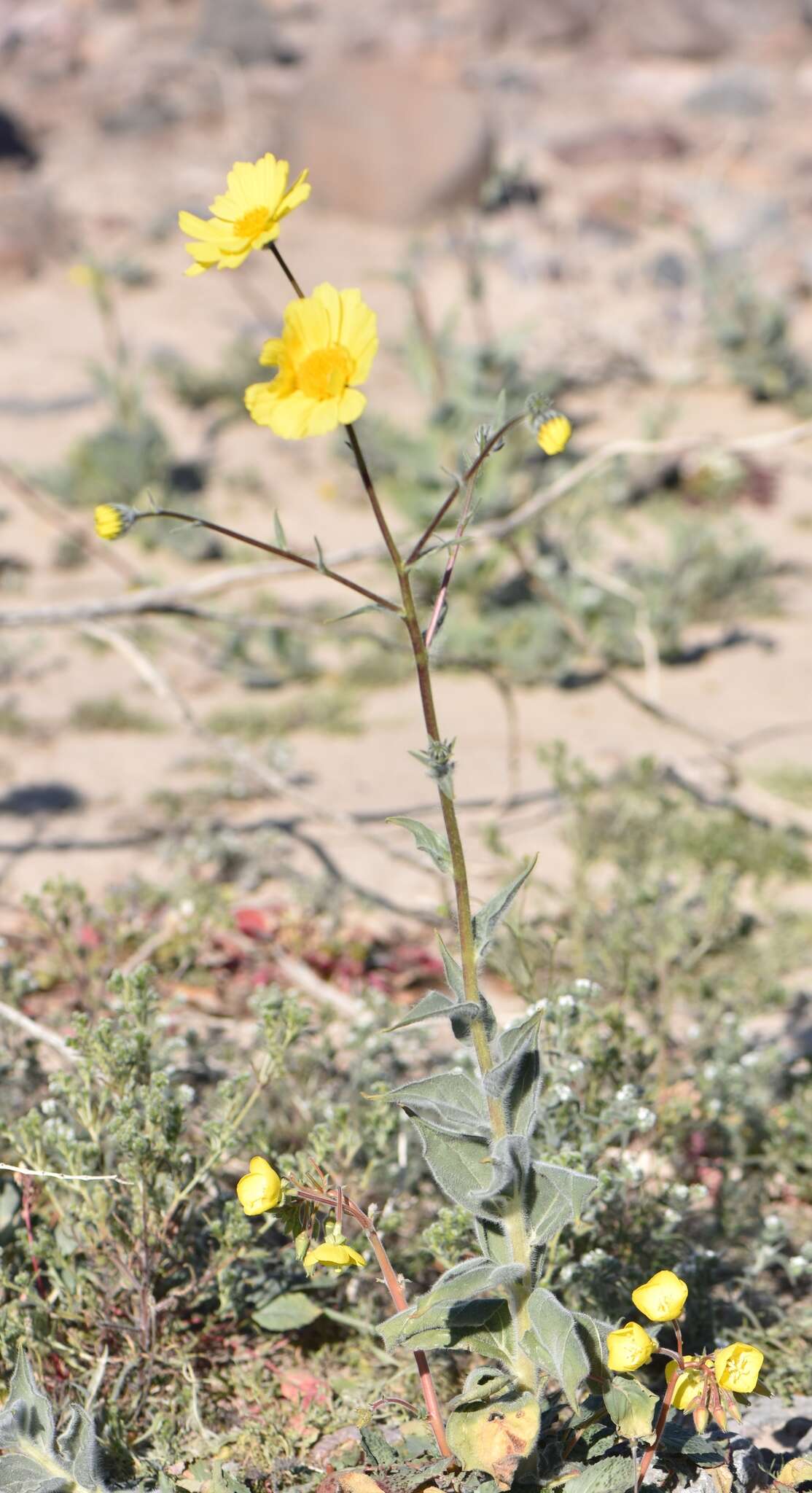 Image of hairy desertsunflower