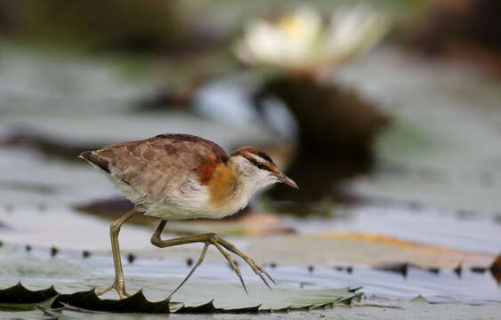 Image of Microparra Cabanis 1877