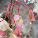 Image of Begonia antsiranensis Aymonin & Bosser