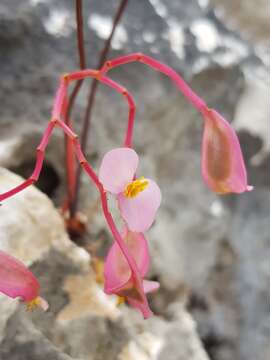 Image of Begonia antsiranensis Aymonin & Bosser