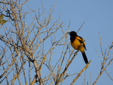 Image of Black-cowled Oriole