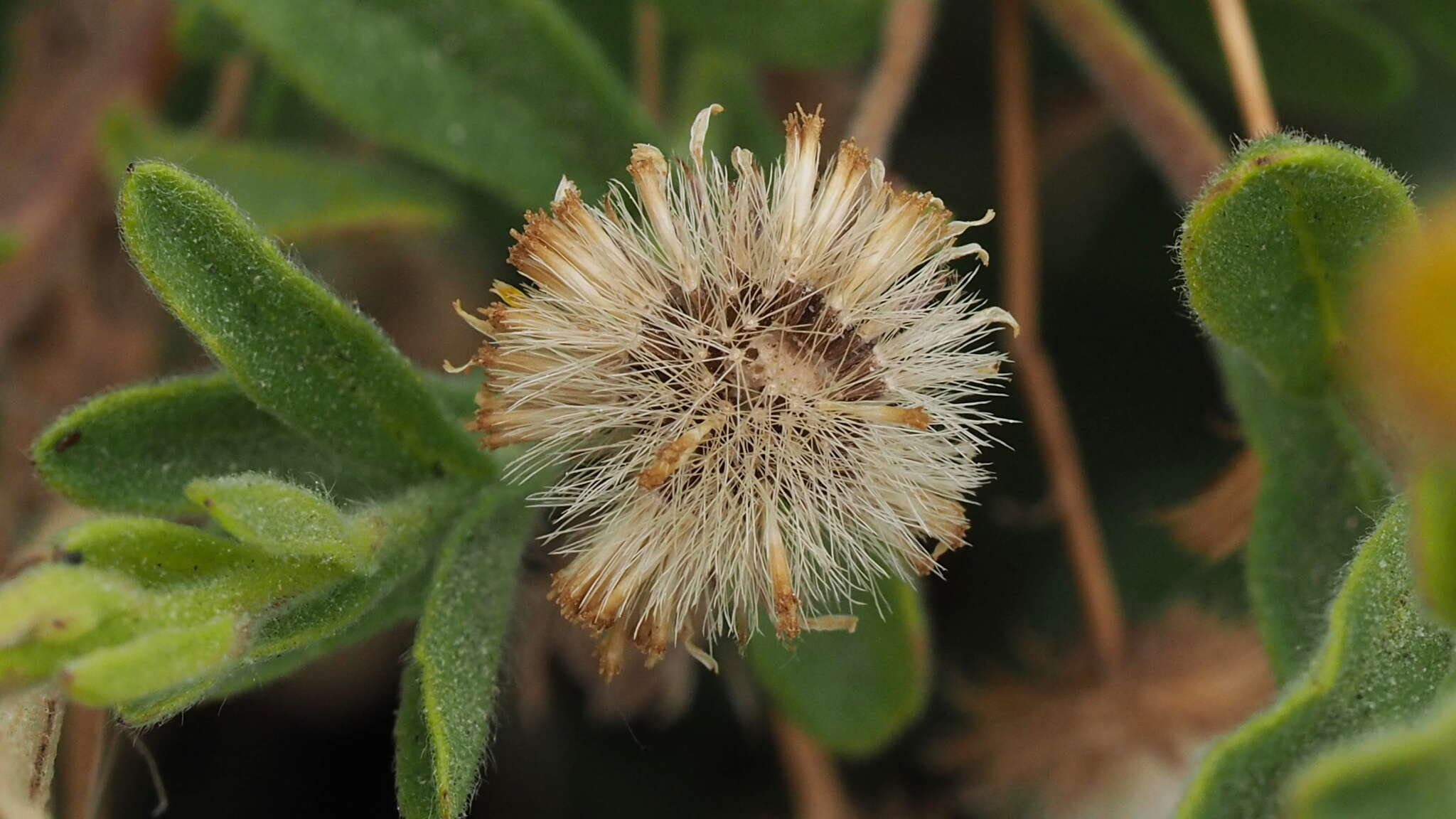 Imagem de Pulicaria paludosa Link