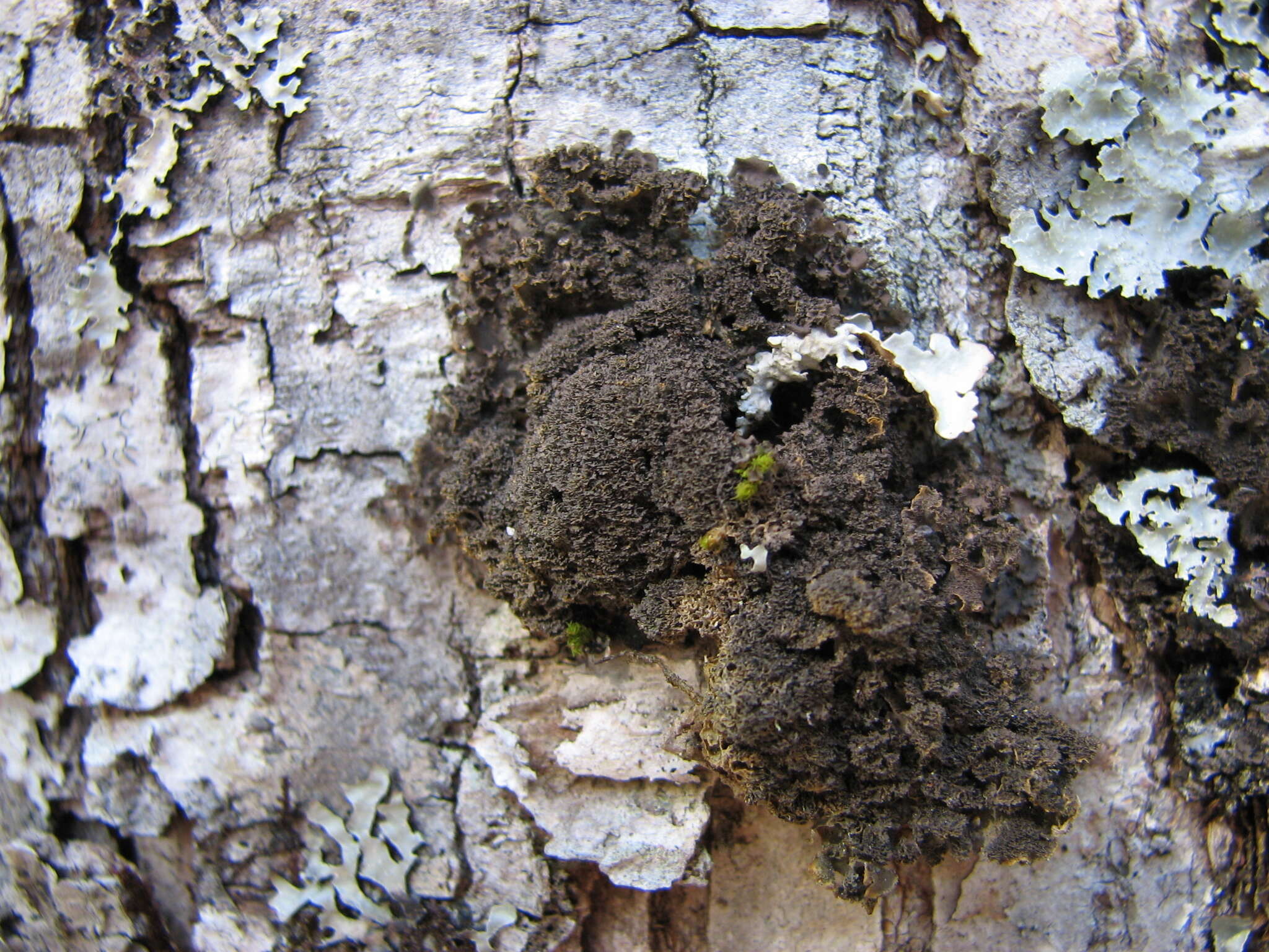 Image of skin lichen