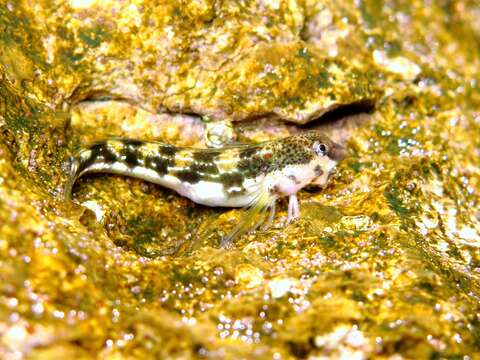 Image of Adriatic blenny