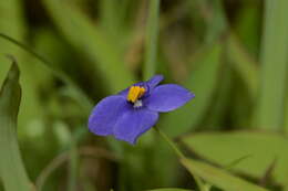 Image of Exacum pumilum Griseb.