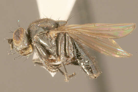 Image of Helaeomyia