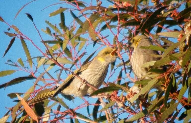 Image of Yellow-plumed Honeyeater