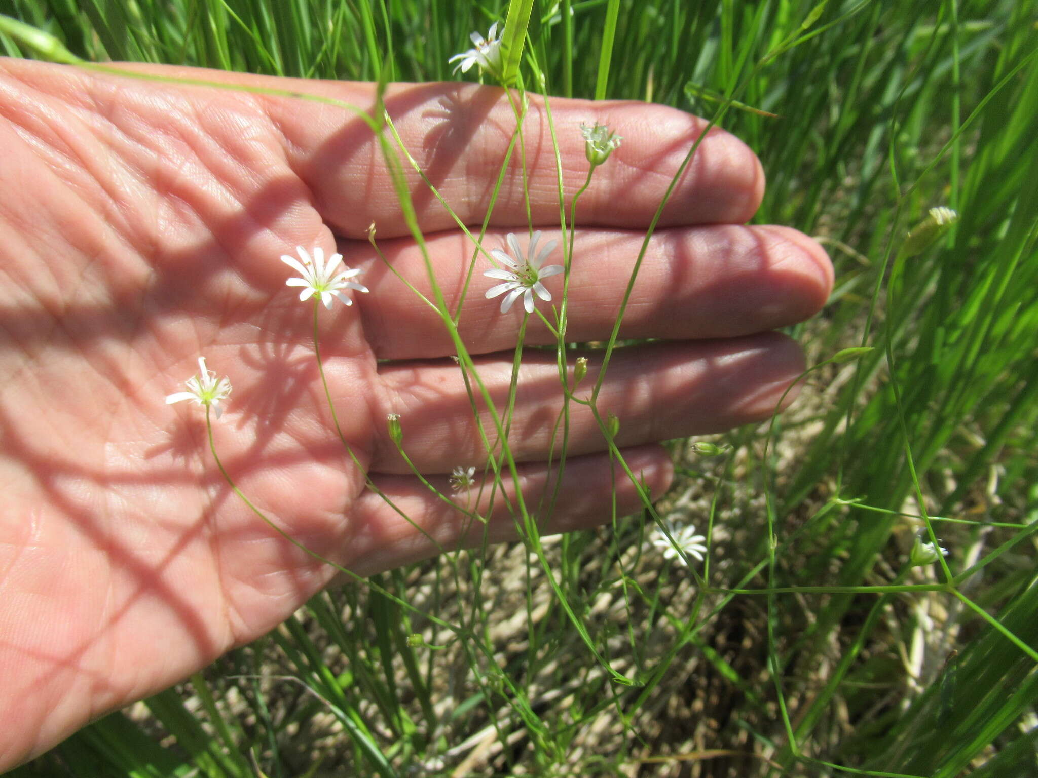 Image of Stellaria filicaulis Makino