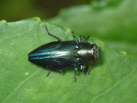 Image of Chrysobothris analis Le Conte 1860