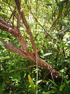 Image of Hibbertia coriacea Baill.