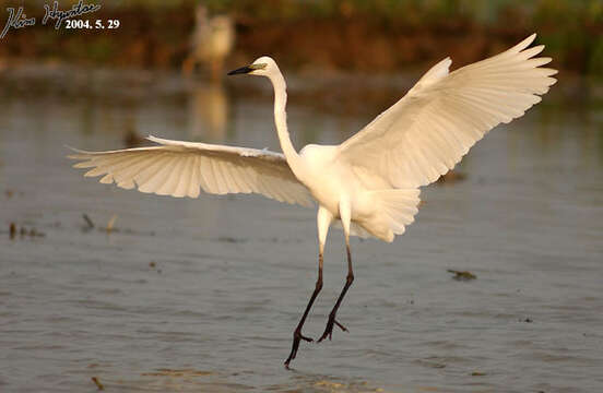 Image of Eastern great egret