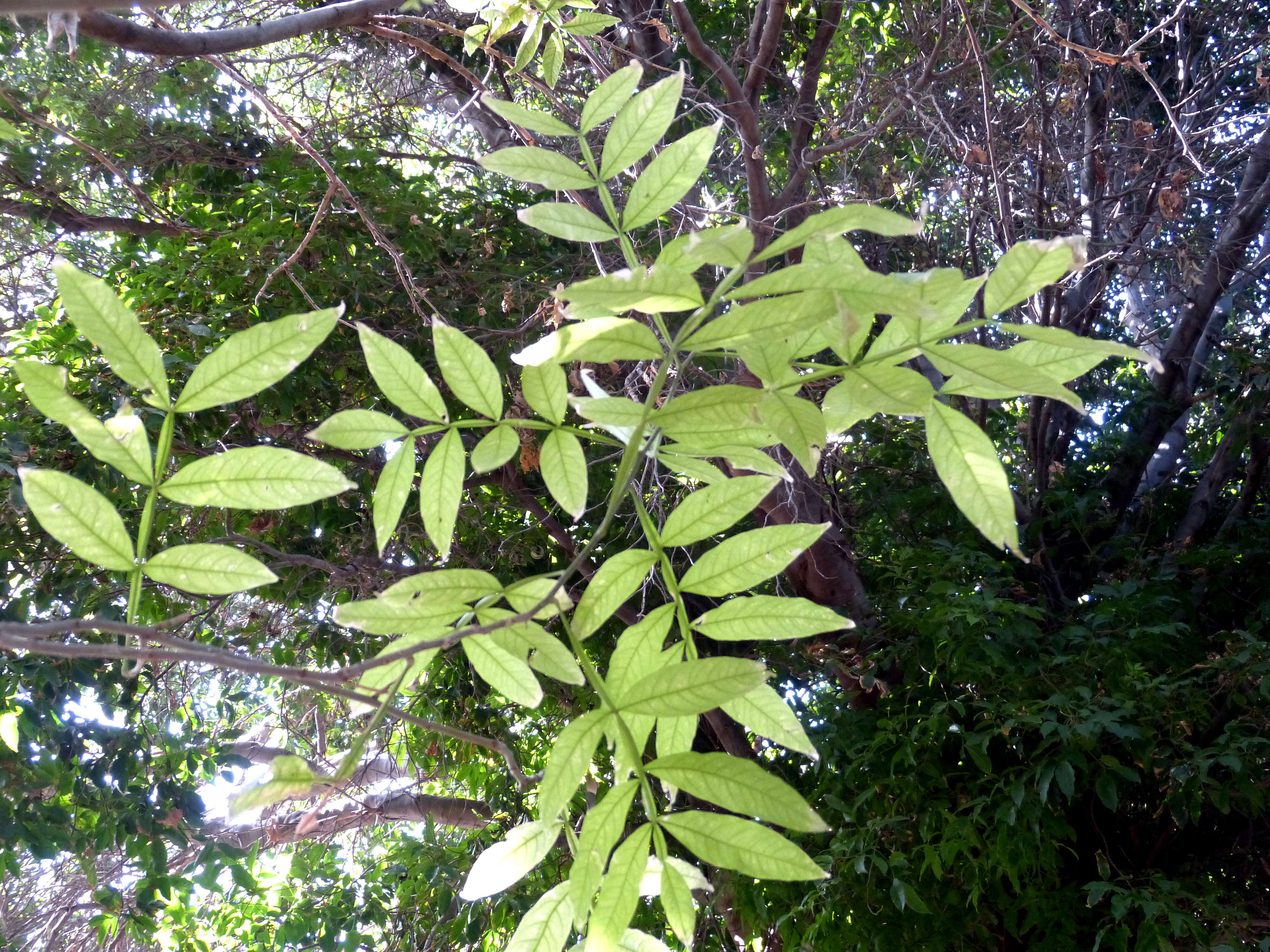 Image of wingleaf soapberry