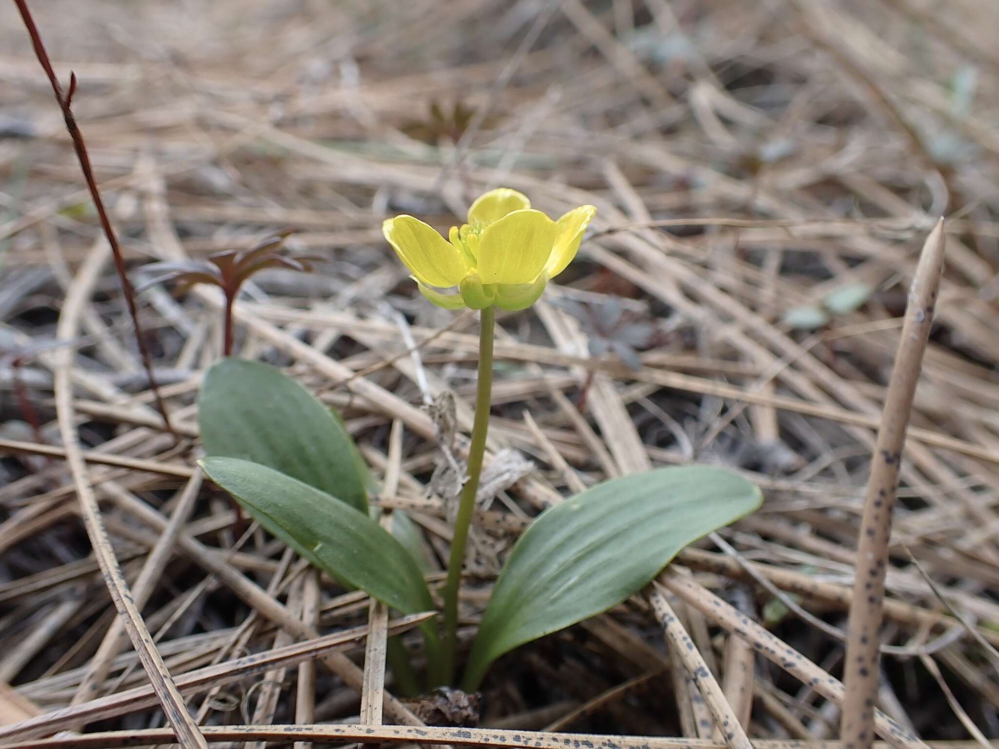 صورة Ranunculus glaberrimus var. ellipticus (Greene) Greene