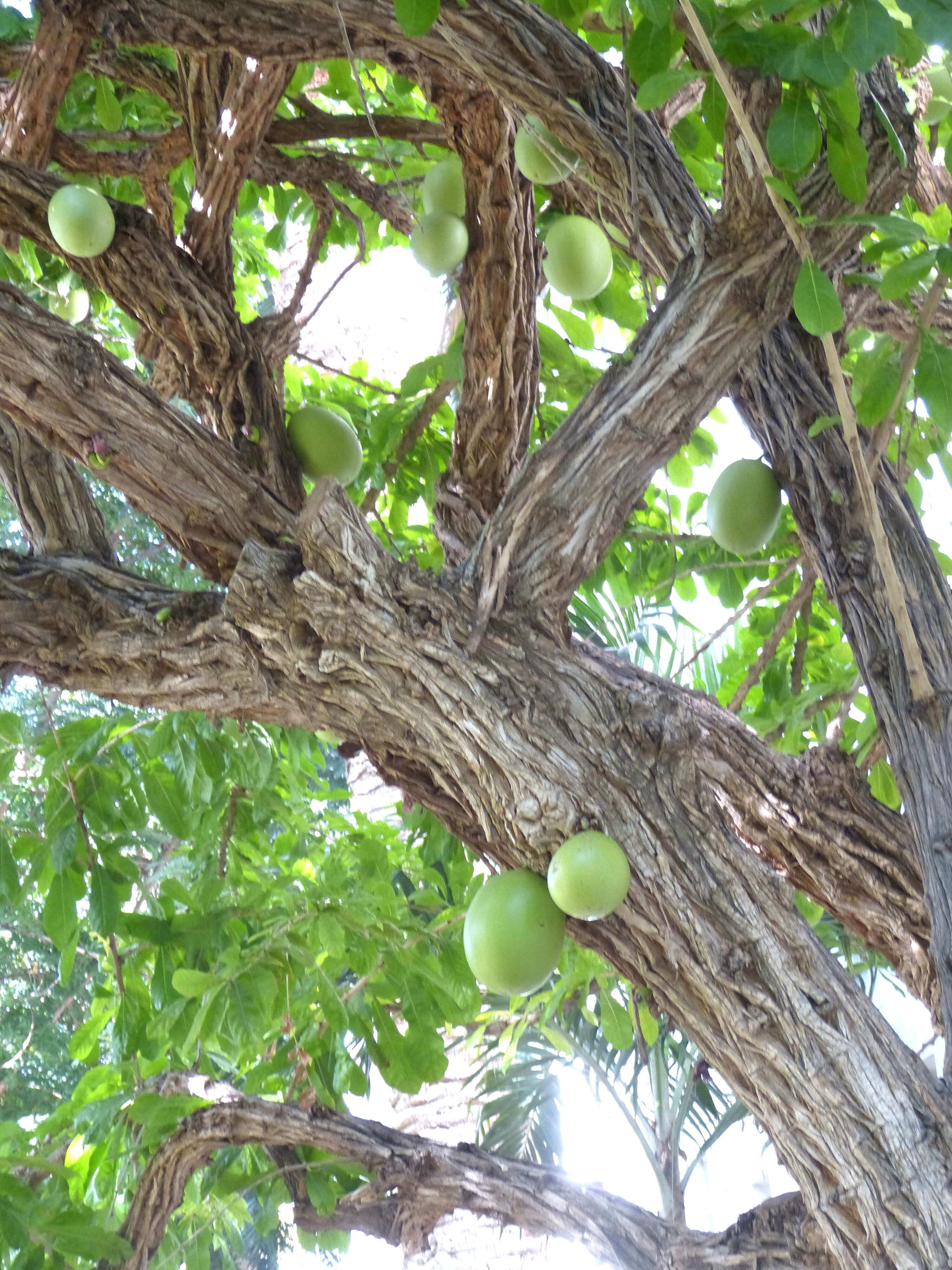 Crescentia cujete L. resmi