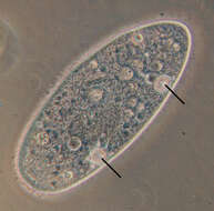 Image of Paramecium aurelia