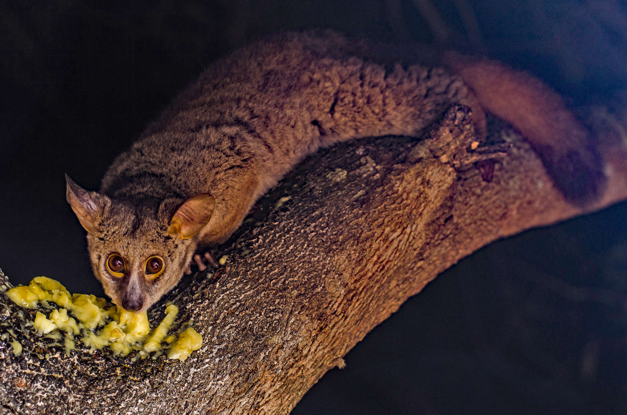 Image of Brown Greater Galago