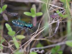 Plancia ëd Cicindela (Cicindela) oregona Le Conte 1856