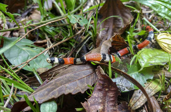 Image of Aesculapian False Coral Snake