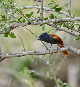 Image of African Paradise Flycatcher