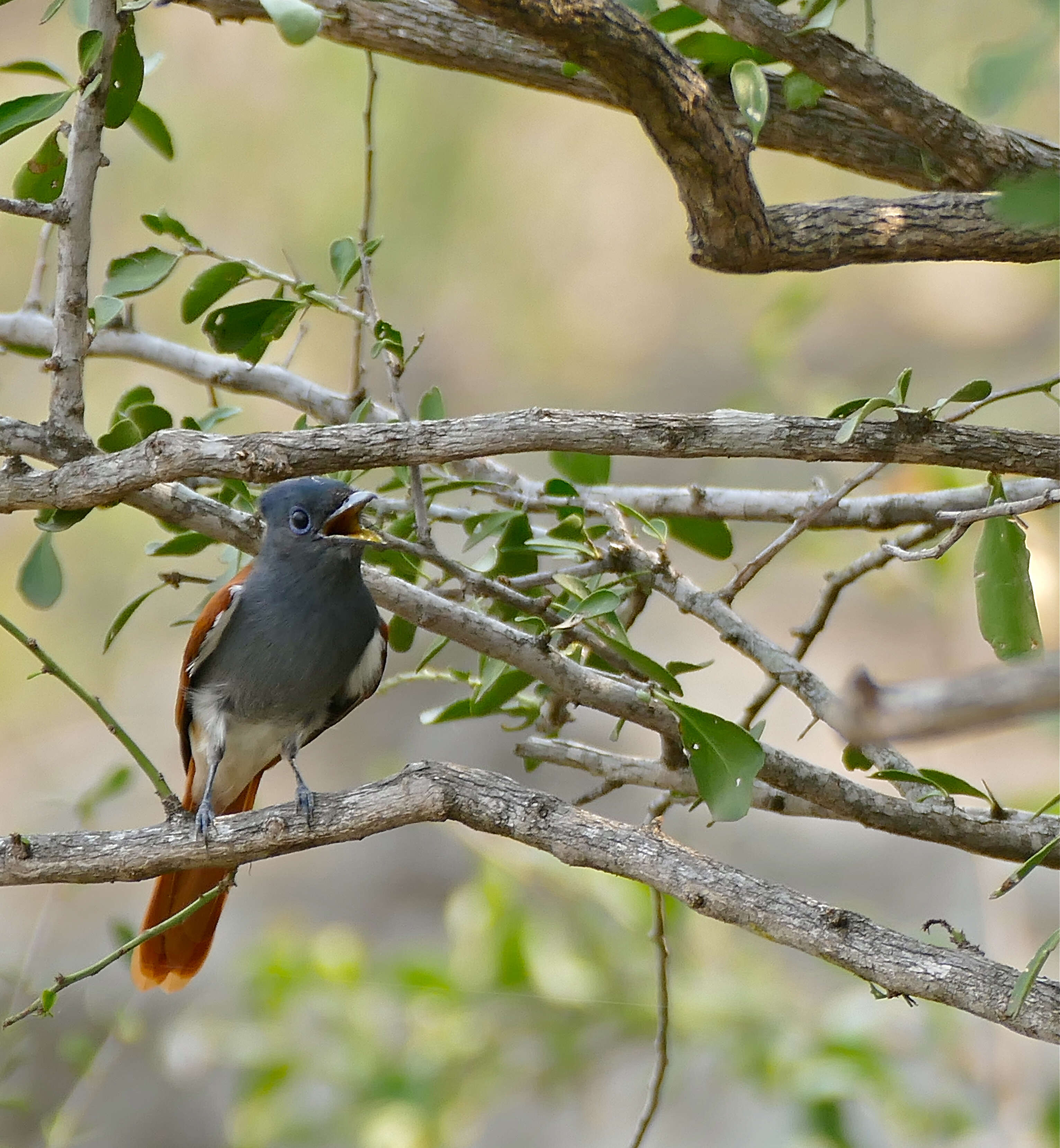 Image of African Paradise Flycatcher