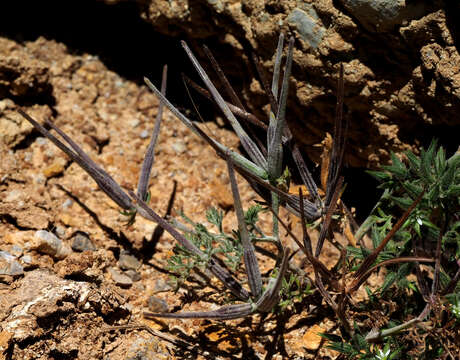 Sivun Scandix stellata Banks & Solander kuva