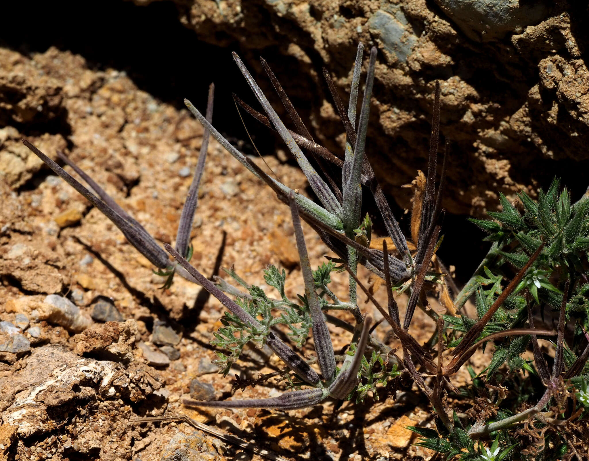 Sivun Scandix stellata Banks & Solander kuva