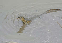 Image of Varanus niloticus