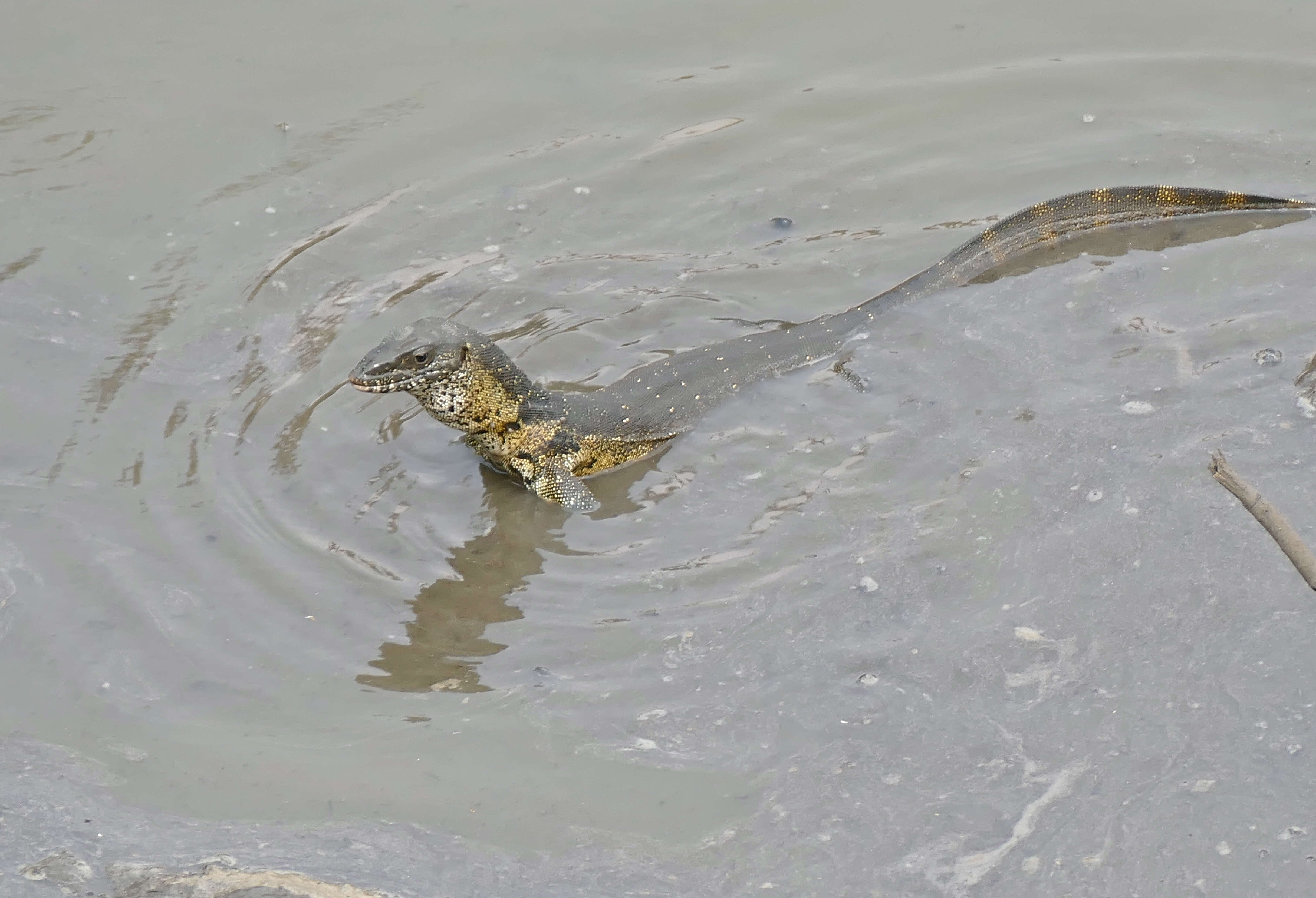 Image of Varanus niloticus